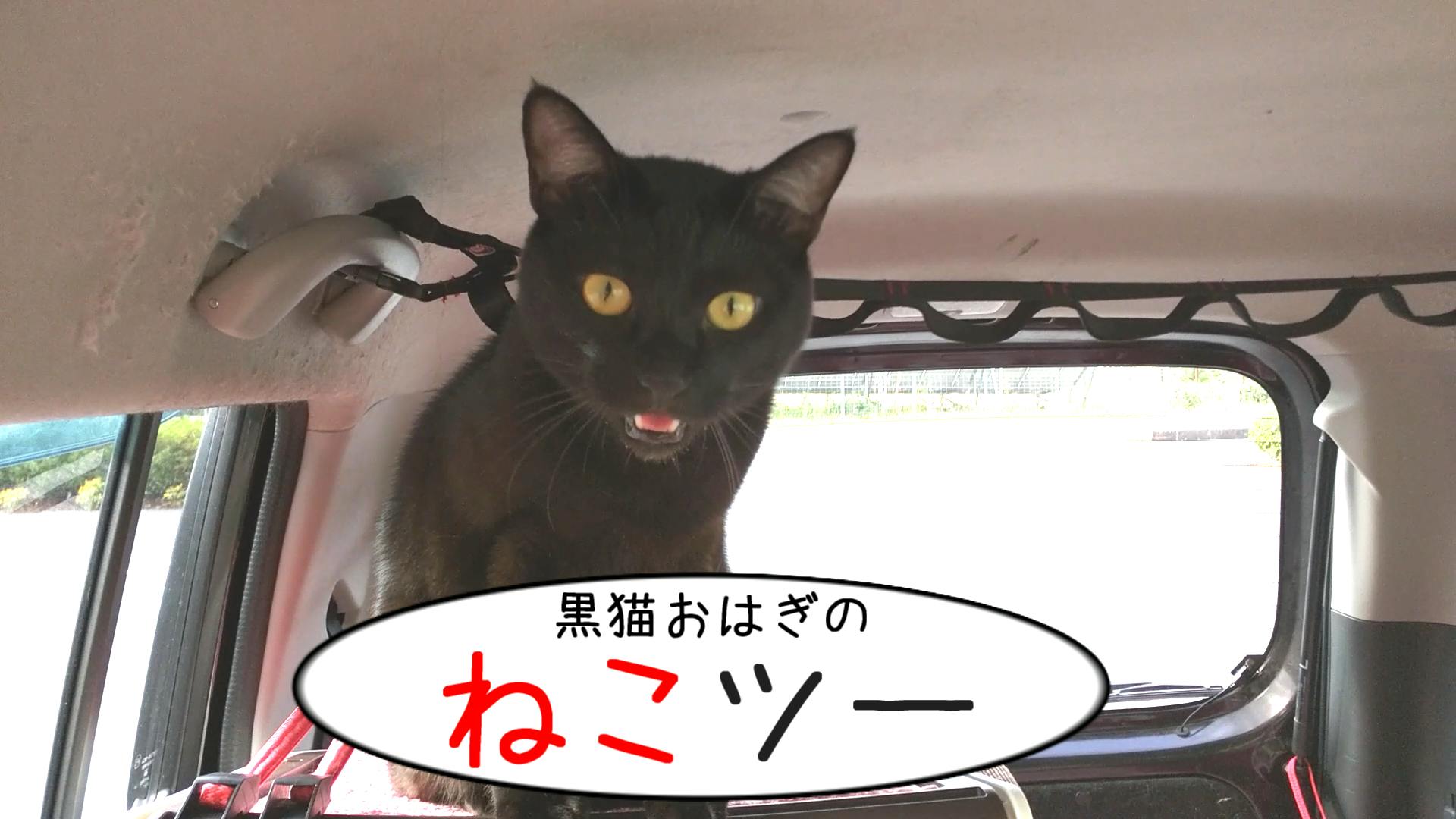 黒猫とともに車中泊の旅をするyoutubeチャンネルを応援してください Campfire キャンプファイヤー 黒猫とともに車中泊の旅をするyoutubeチャンネルを応援してください Campfire キャンプファイヤー
