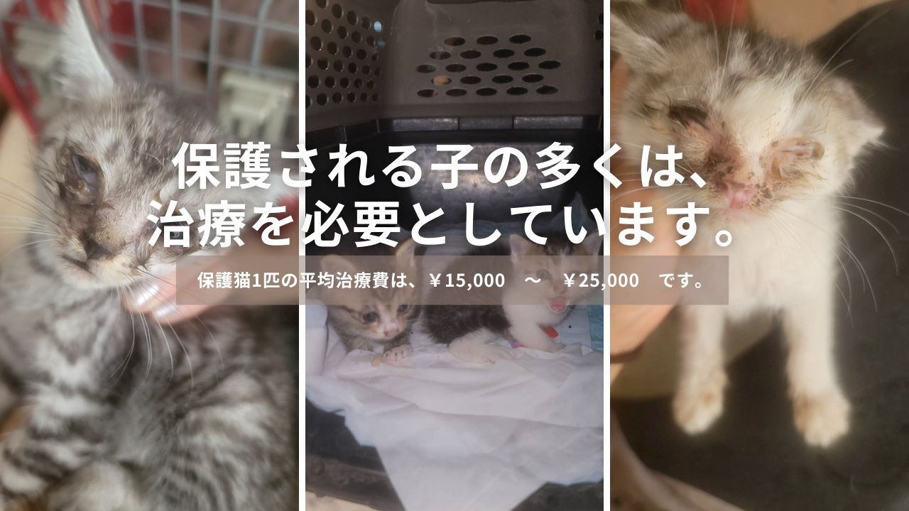 長野・保護猫24匹】重病の猫たちを一匹でも多く救いたい！医療費ご支援