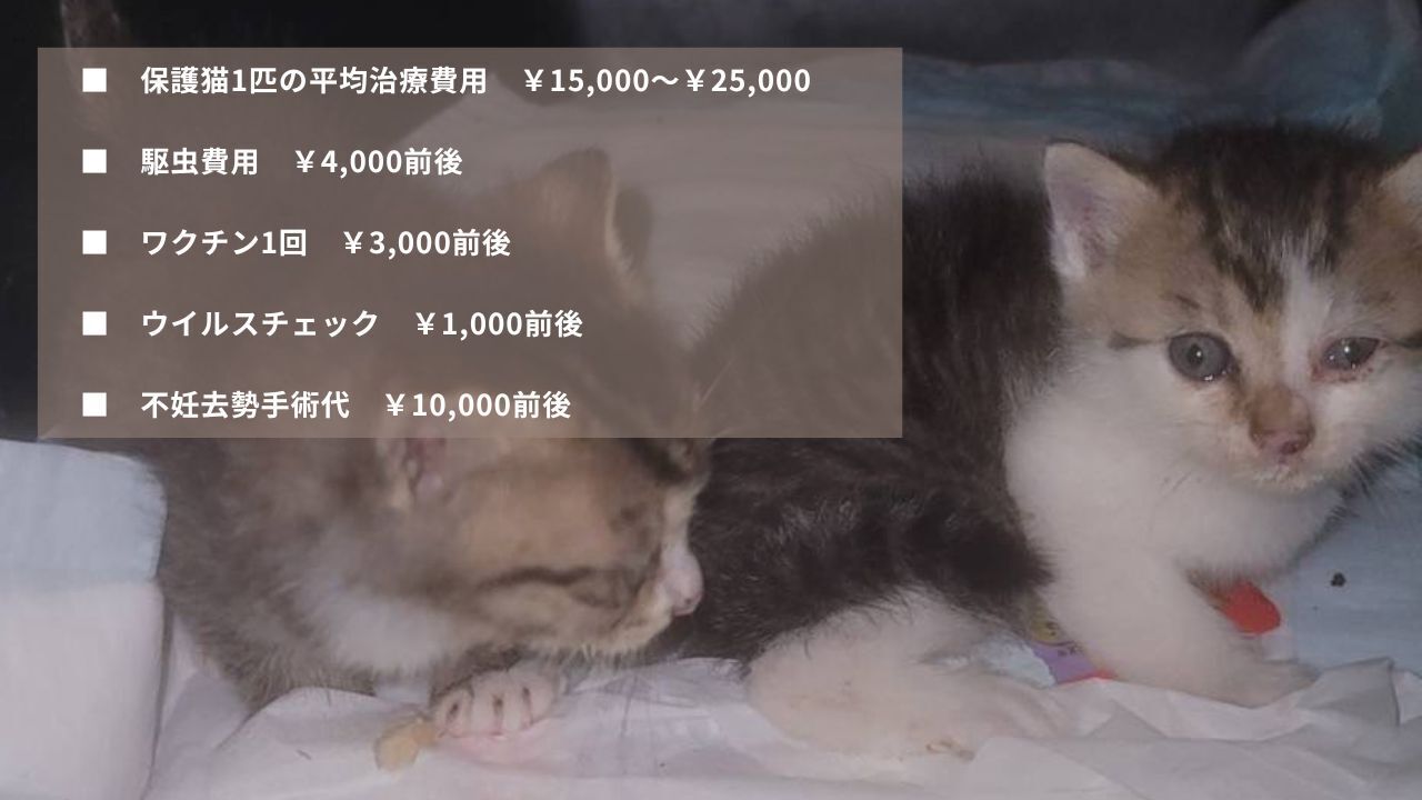 長野・保護猫24匹】重病の猫たちを一匹でも多く救いたい！医療費ご支援