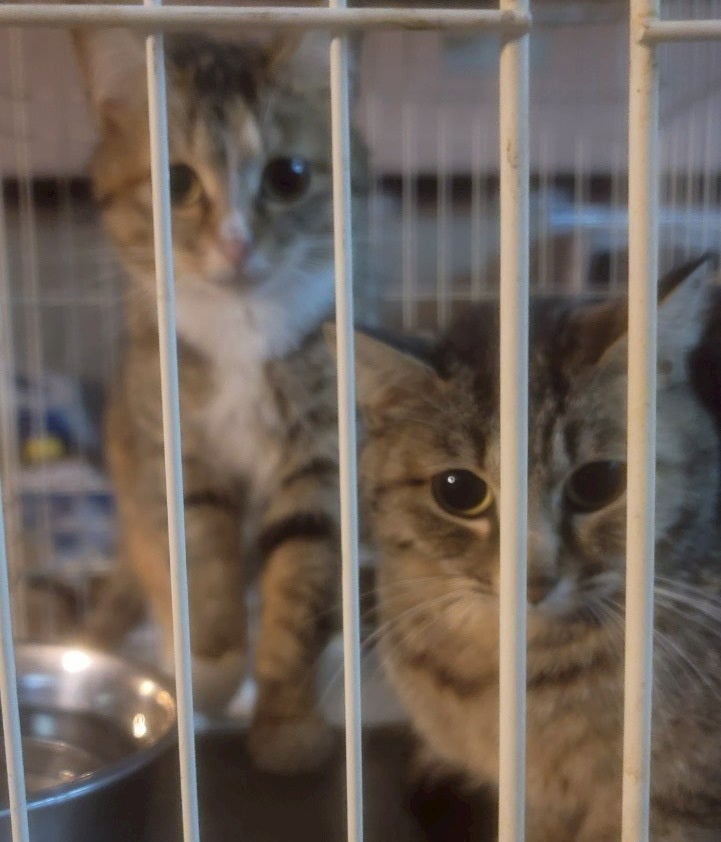 長野・保護猫24匹】重病の猫たちを一匹でも多く救いたい！医療費ご支援