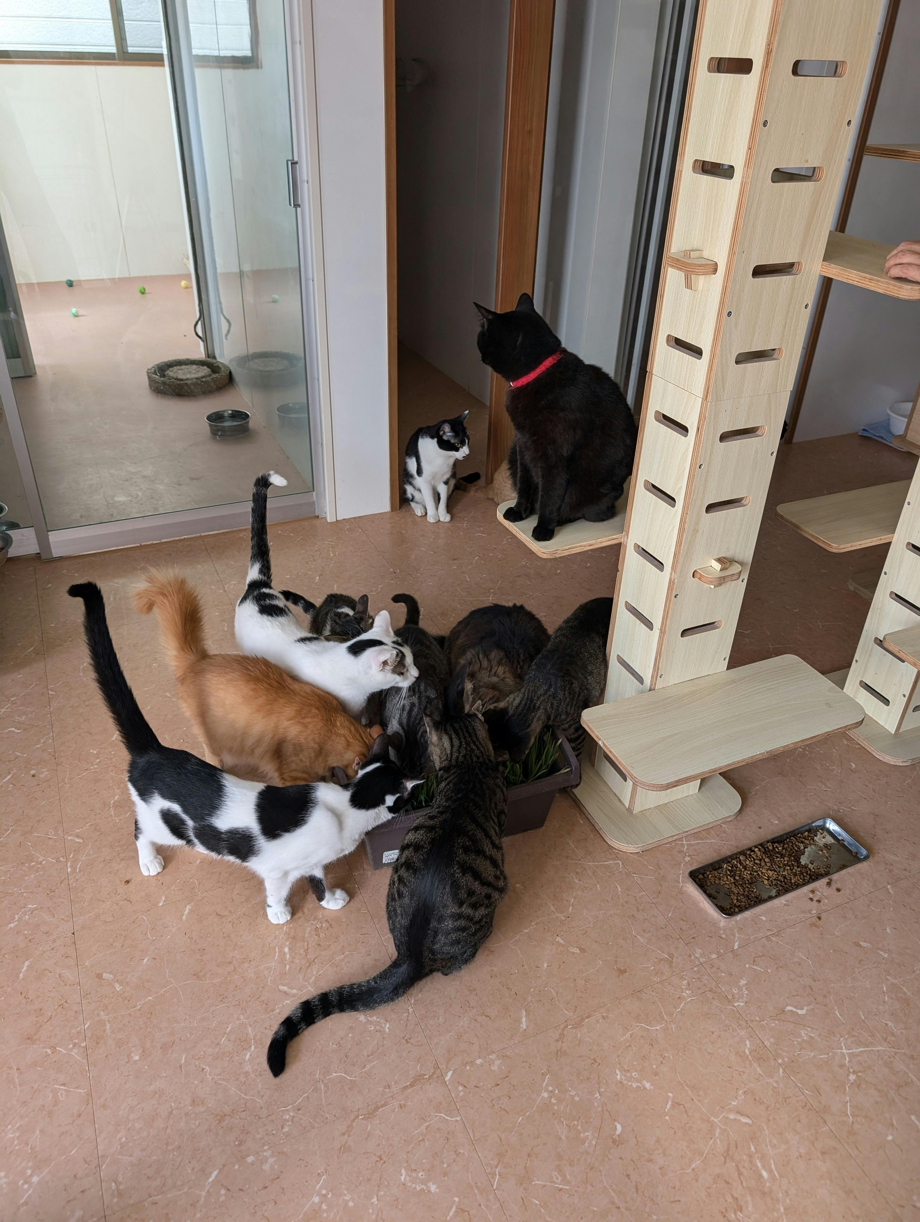 猫草頂きました 猫の殺処分ゼロを目指して。不妊去勢手術で不幸