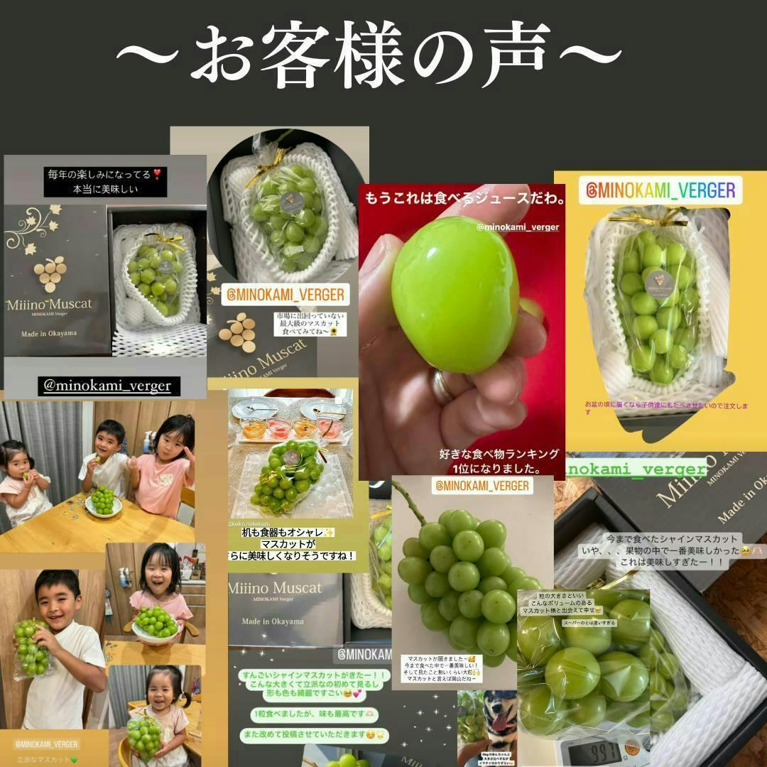 シャインマスカット 苗 3年育成物 丈夫な苗‼️評価見てください 2本セット 2本シャインマスカット 苗 3年育成物 丈夫な苗‼️評価見て