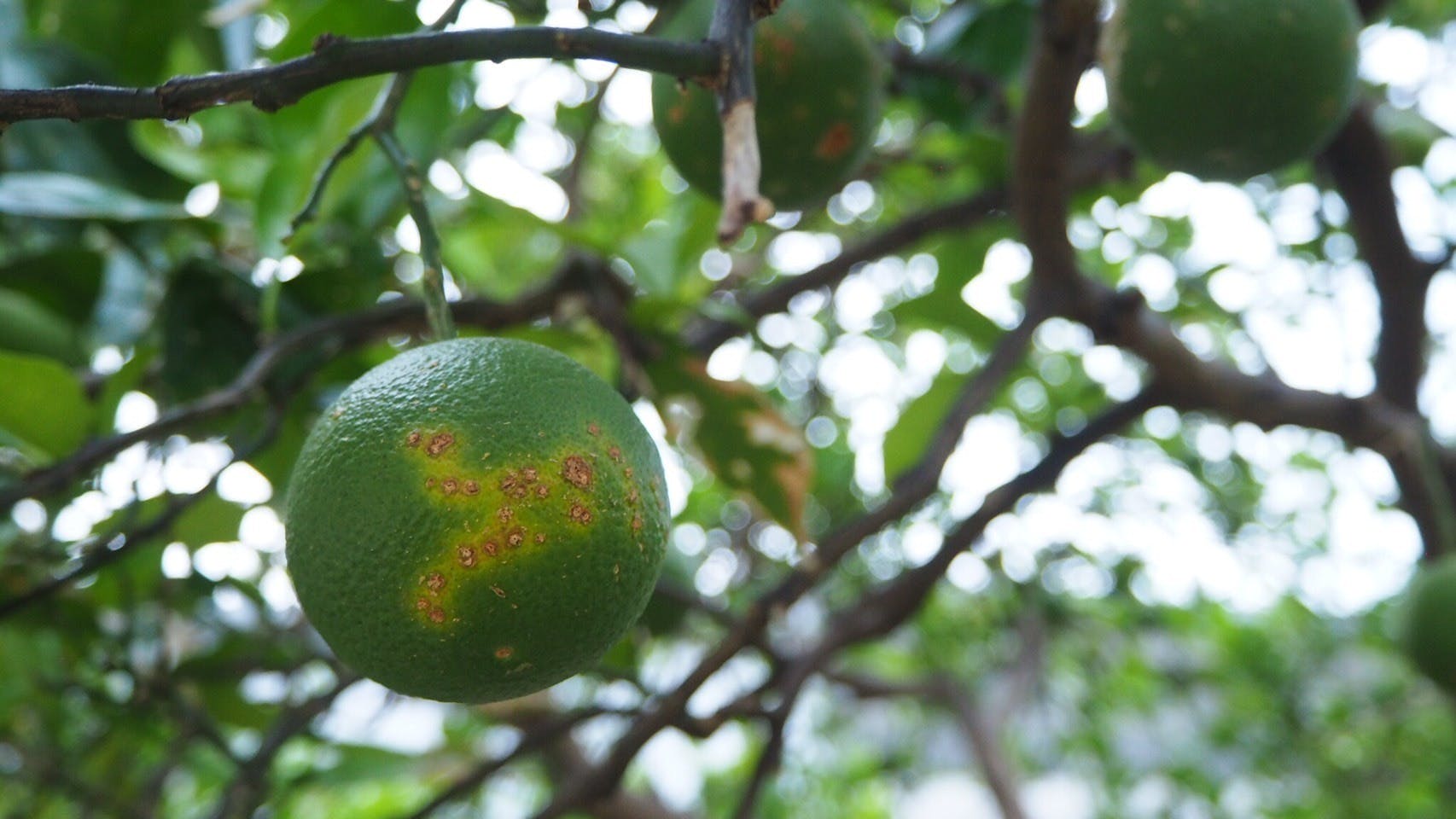 みかんジュースをみんなで飲んで 被災したみかん農家さんを応援したい Campfire キャンプファイヤー