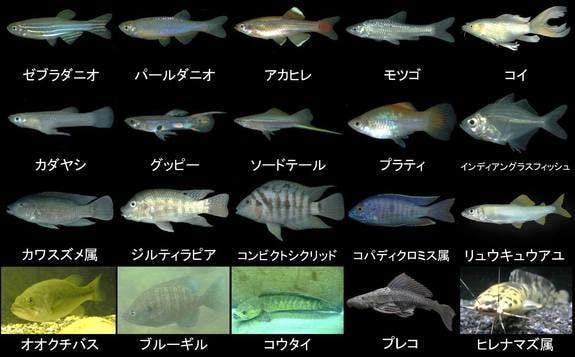 外来種から日本の身近な生き物を守る為の 魅力や予防策を含んだ写真集を販売したい Campfire キャンプファイヤー 外来種から日本の身近な生き物を守る為の 魅力や予防策を含んだ写真集を販売したい Campfire キャンプファイヤー