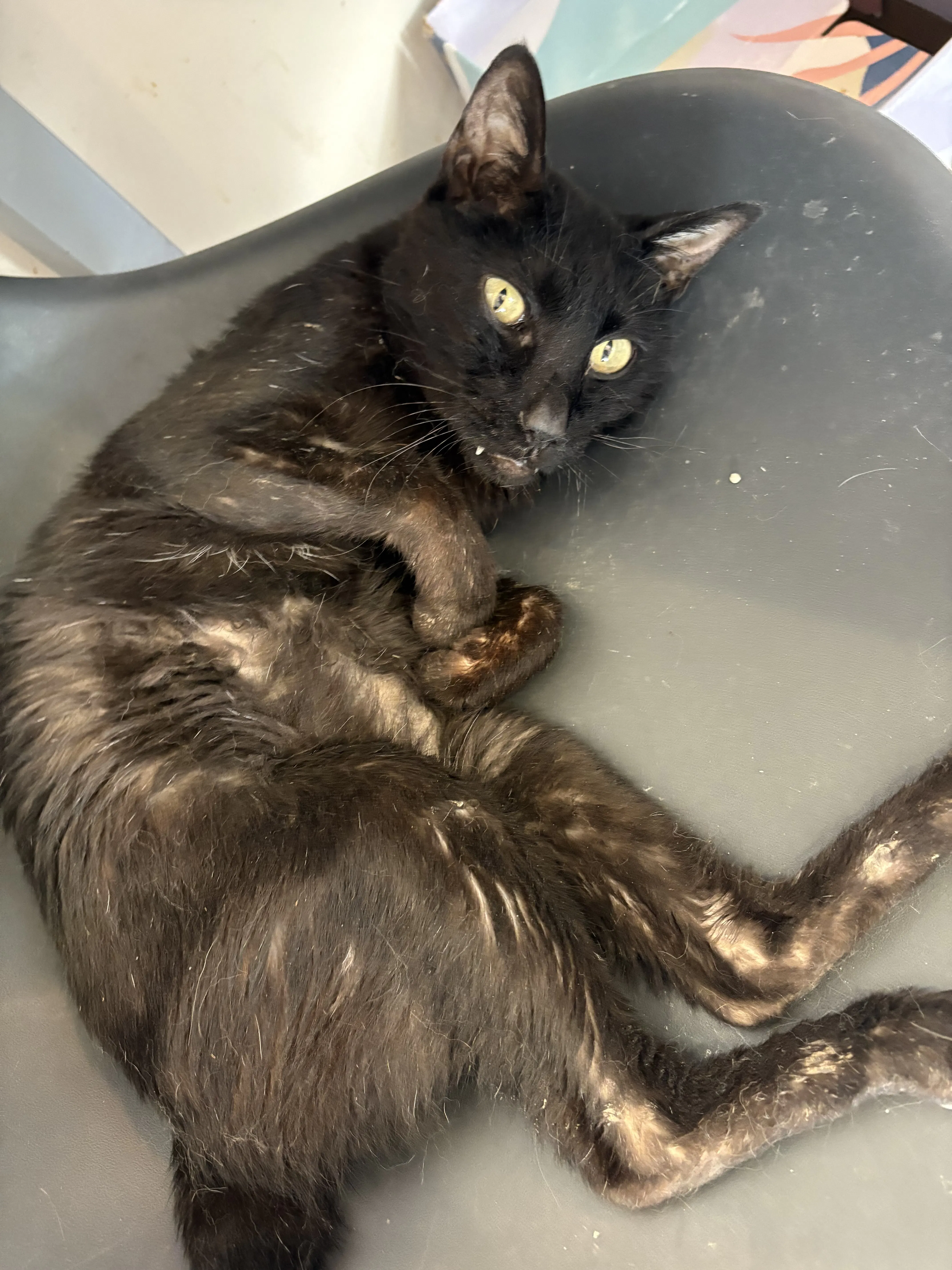 多臓器不全のシロくん