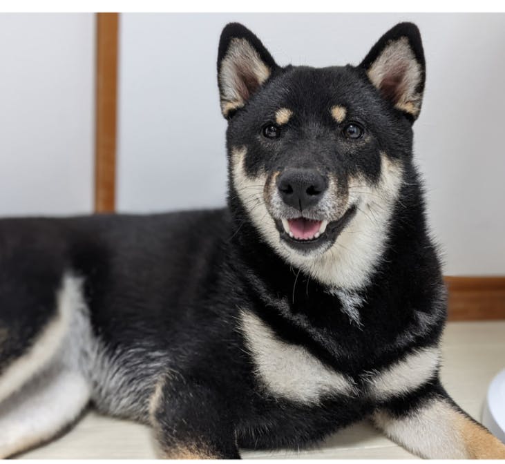 アナフィラキシー前日の愛犬