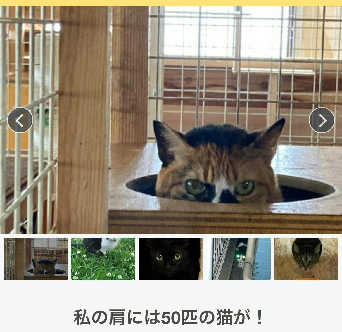 外で生きる子35匹とシェルターっ子12匹の明日 CAMPFIREコミュニティ