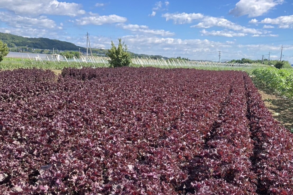 大分から産地直送！！自家栽培の赤紫蘇で作った赤しそ濃縮ジュース