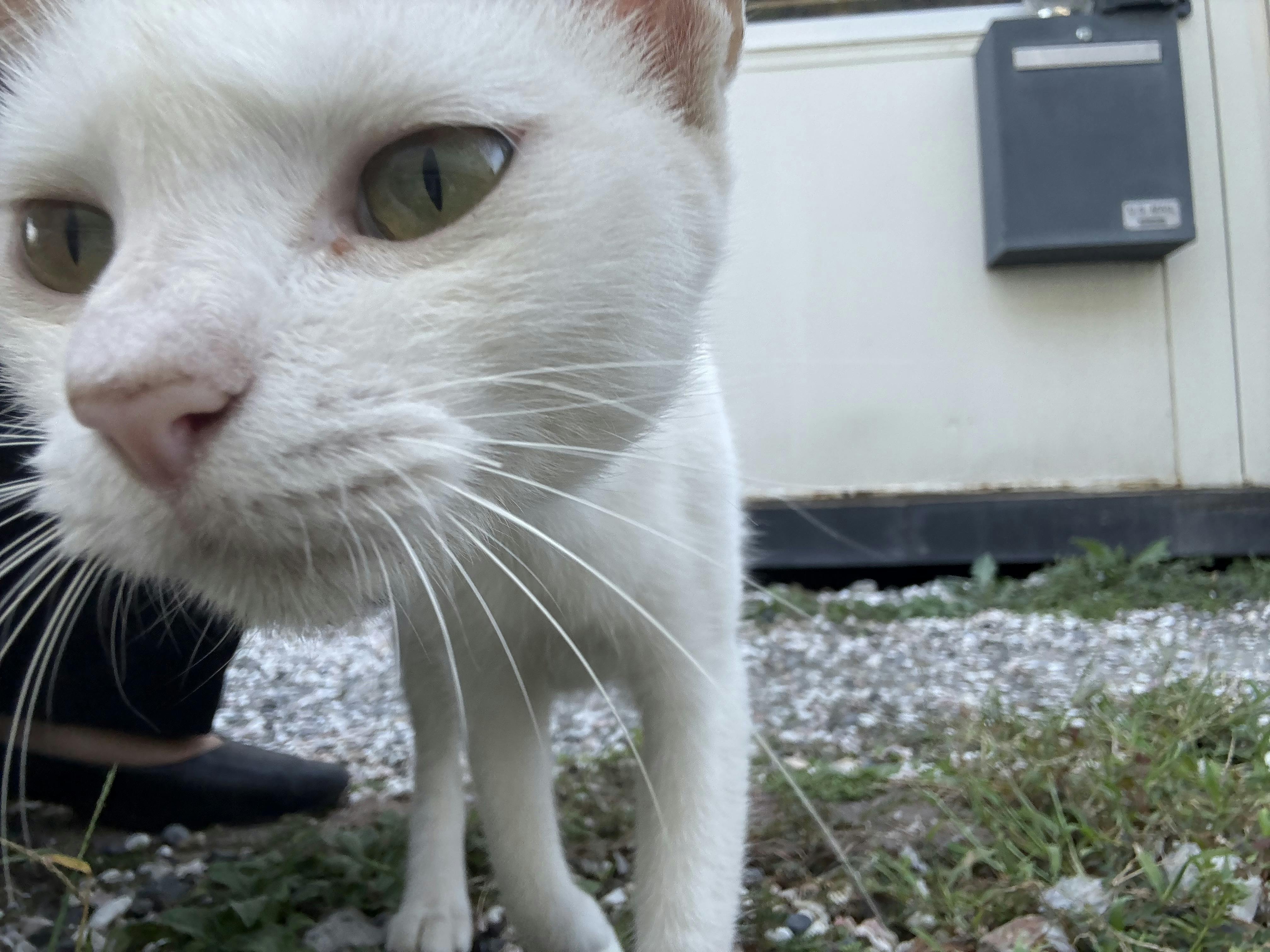 携帯に興味津々のドアップ柚