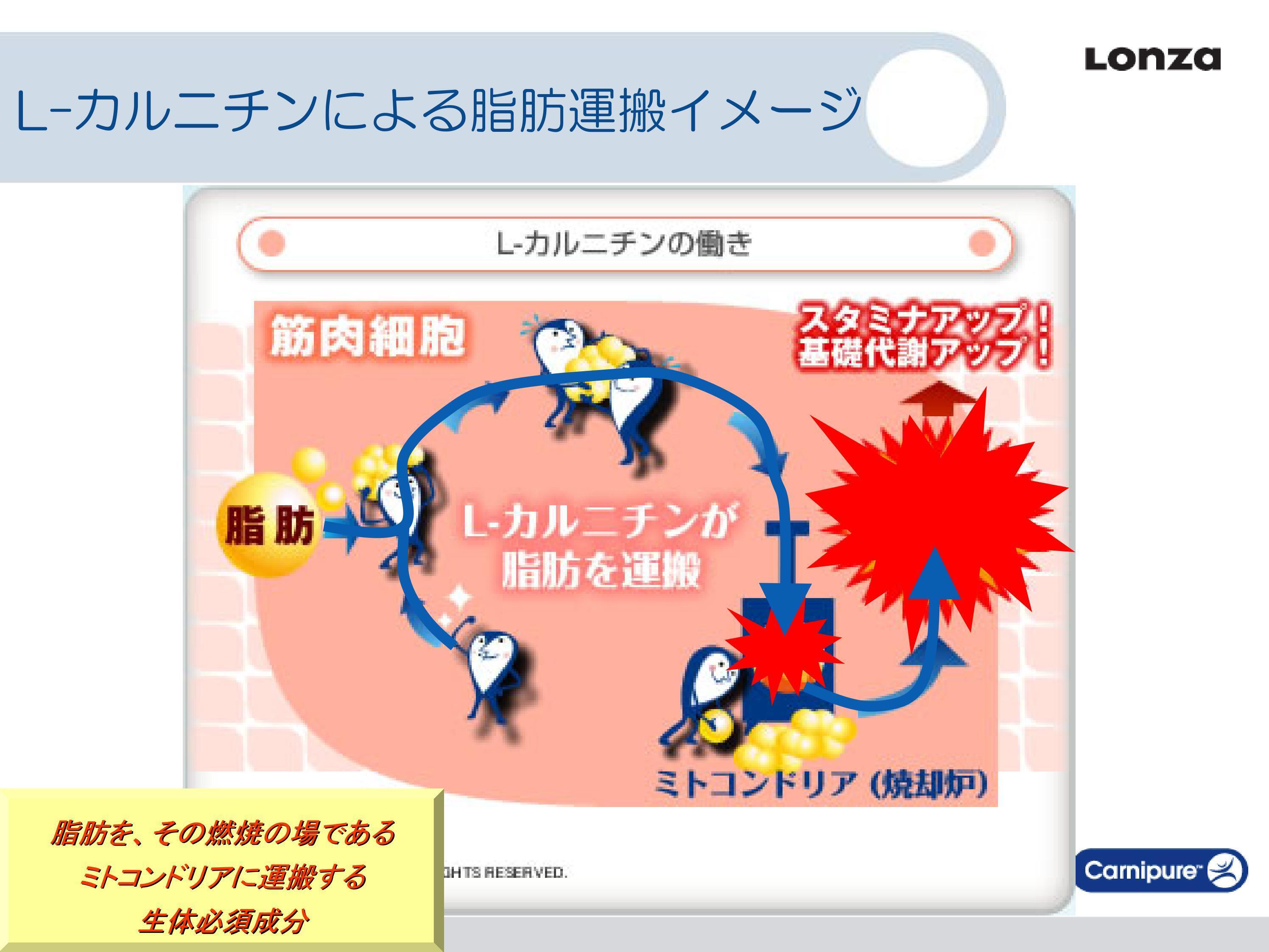 Lカルニチン脂肪運搬イメージ