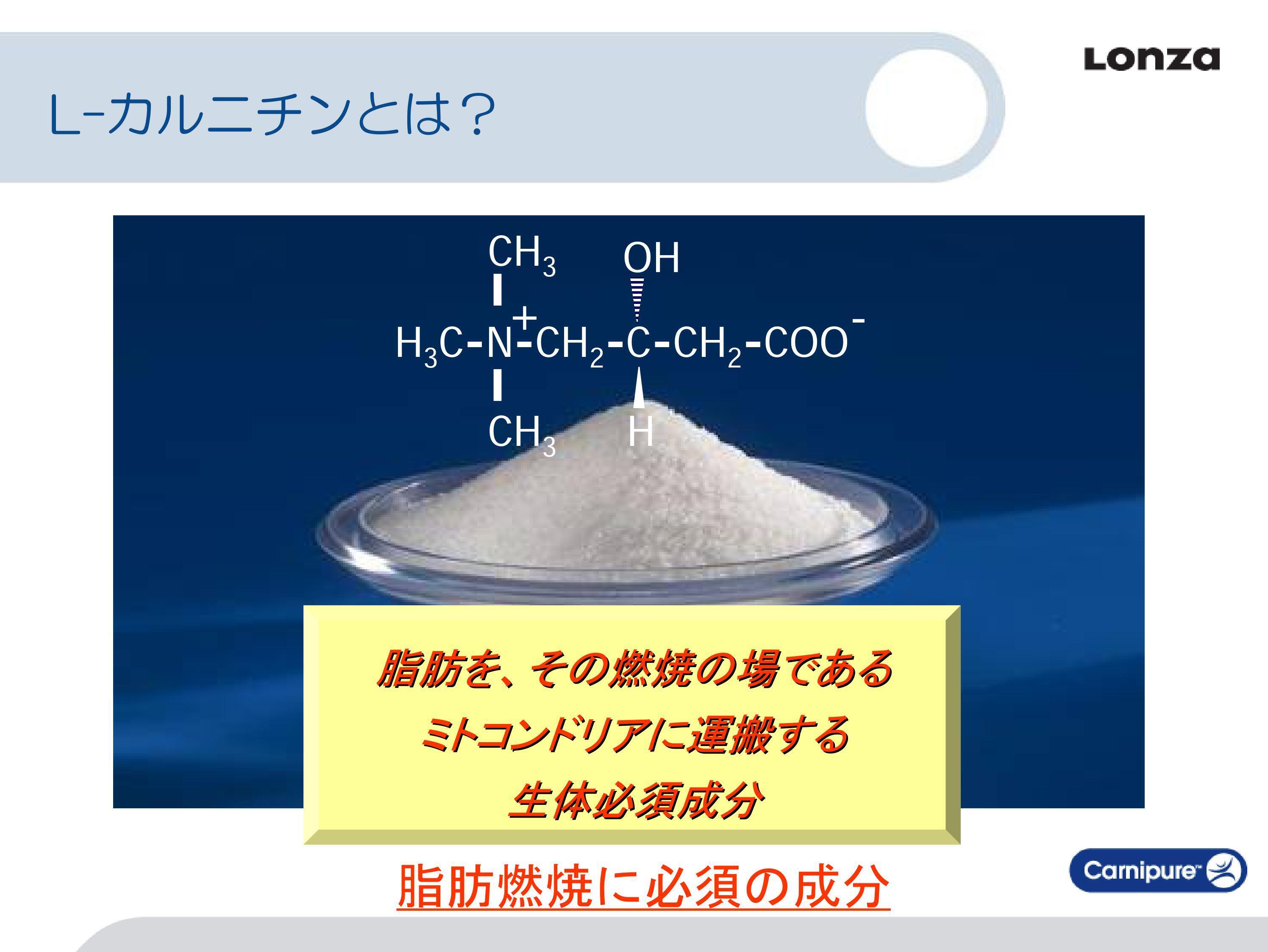 L-カルニチンとは？