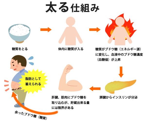 なぜ太るのか？糖質が原因。太る仕組み。