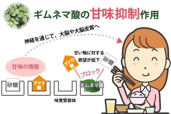 ギムネマ酸の甘味抑制作用