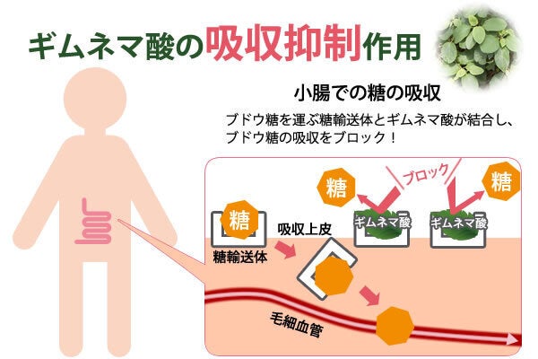 ギムネマ酸の吸収抑制作用