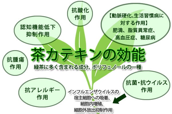 茶カテキンの期待される効能