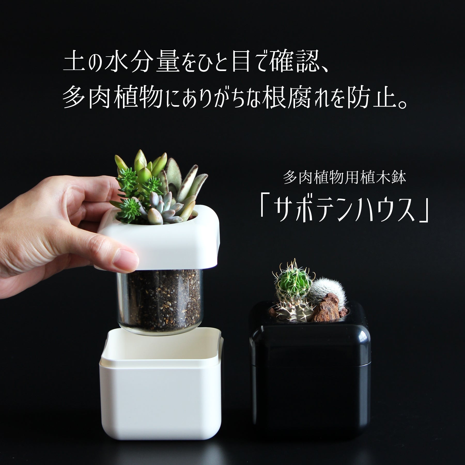 根腐れを防げる多肉植物用植木鉢「サボテンハウス」に多肉植物を植えて