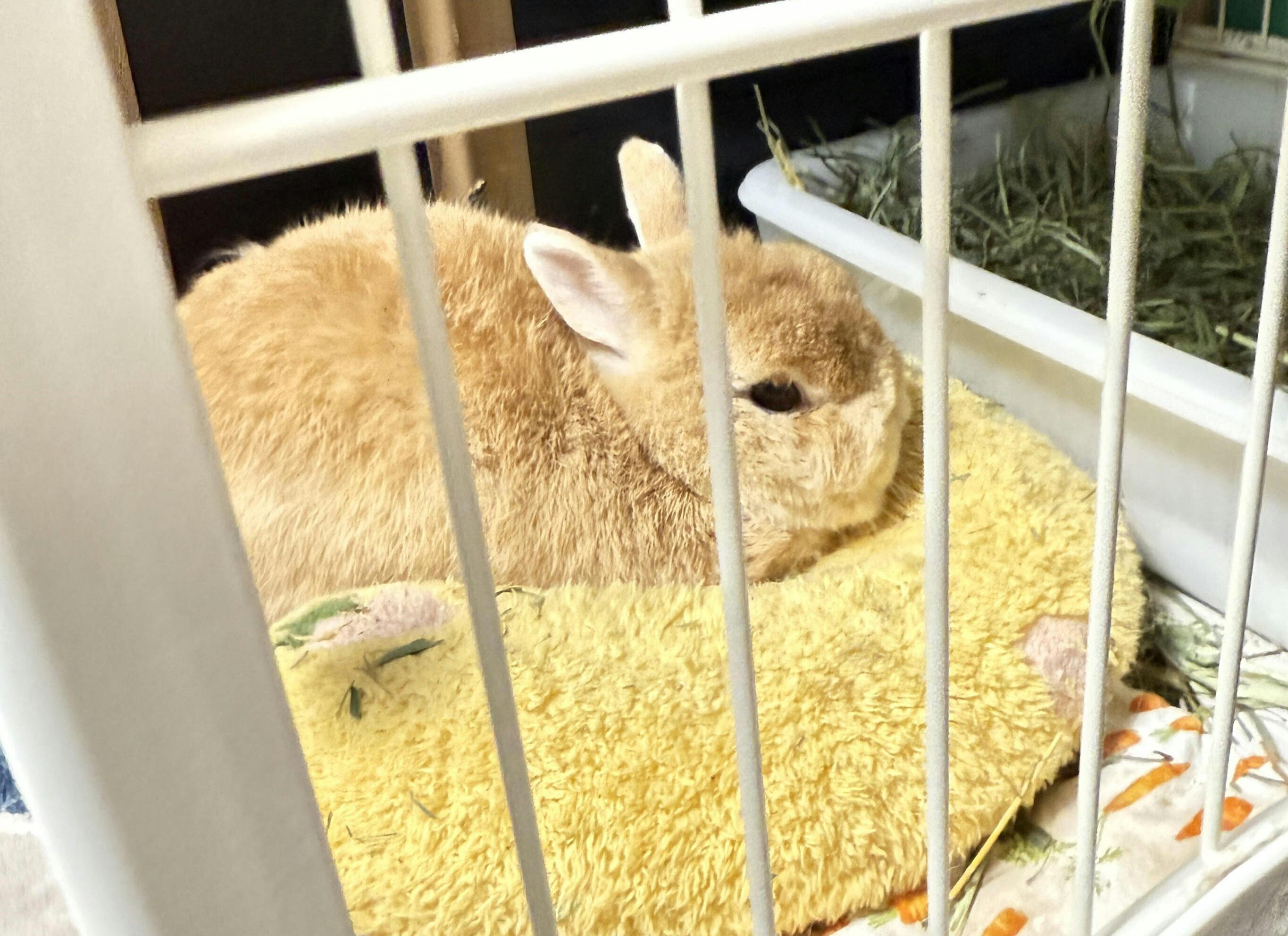 うさぎと暮らす」 うさぎ介護用品の開発 - CAMPFIRE (キャンプファイヤー)