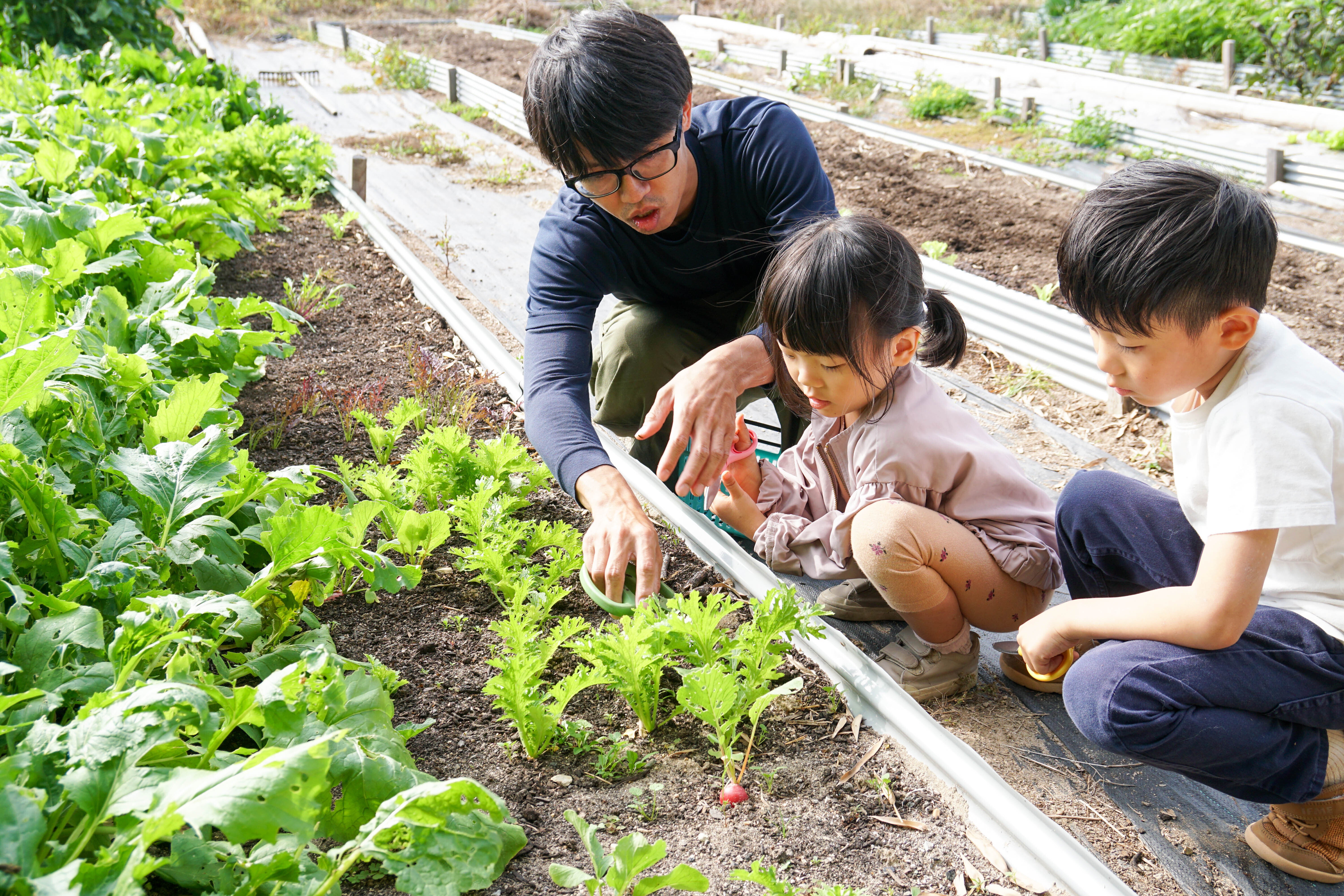 野菜作りを身近に！】月1回から気軽に始める感動の野菜作り - CAMPFIRE