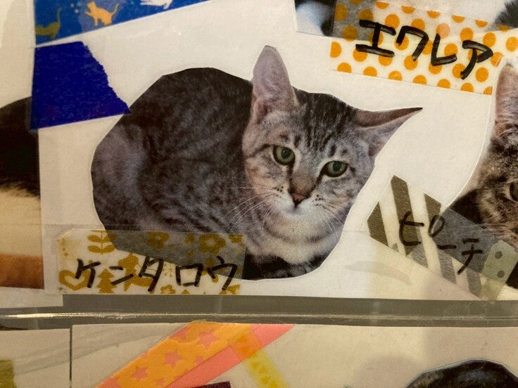 ツキネコ名:ケンタロウ