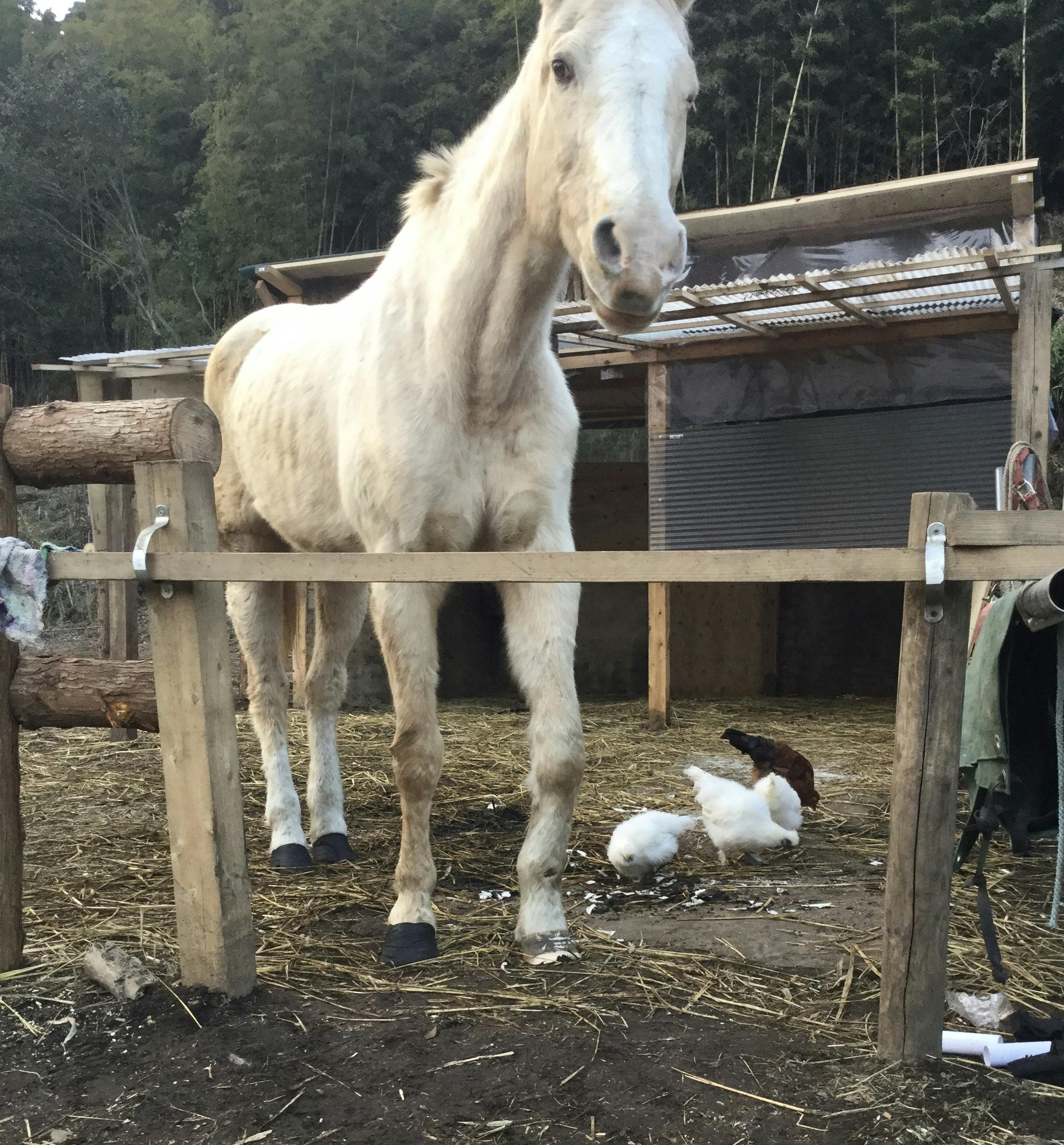 足を怪我した馬を元気にしたい Campfire キャンプファイヤー