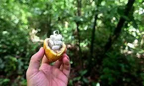 Cacao Silvestre | Chocolate Baure