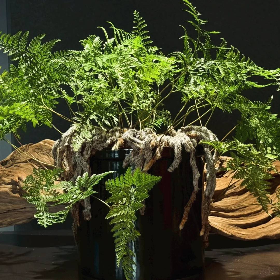 忍×常滑焼(久松窯)