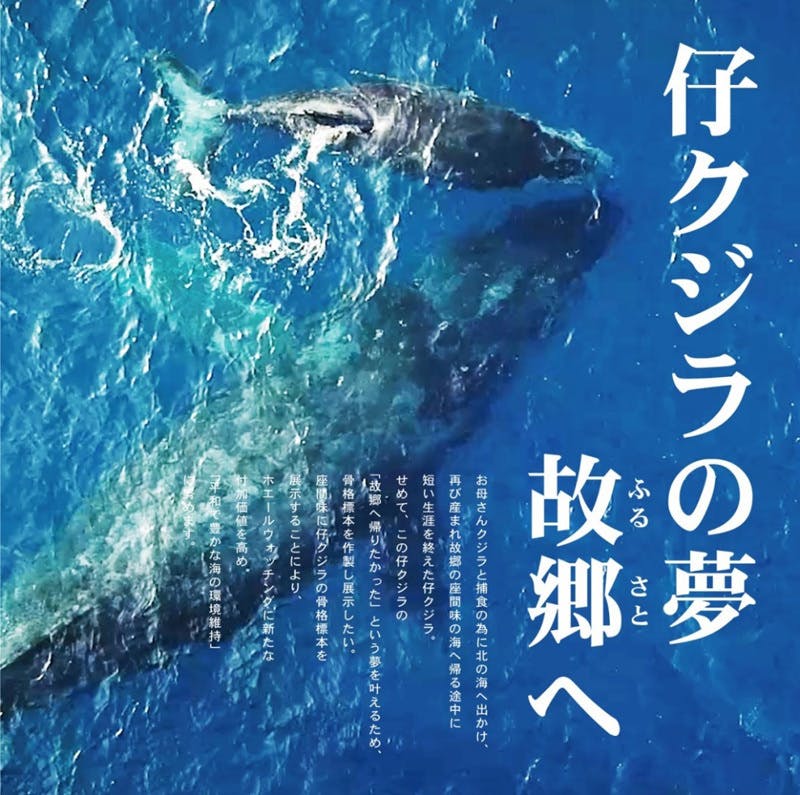 仔クジラをふるさとの地へ帰したい 座間味村のザトウクジラ骨格標本プロジェクト Campfire キャンプファイヤー