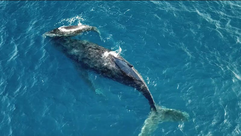 仔クジラをふるさとの地へ帰したい 座間味村のザトウクジラ骨格標本プロジェクト Campfire キャンプファイヤー 仔クジラをふるさとの地へ帰したい 座間味村のザトウクジラ骨格標本プロジェクト Campfire キャンプファイヤー