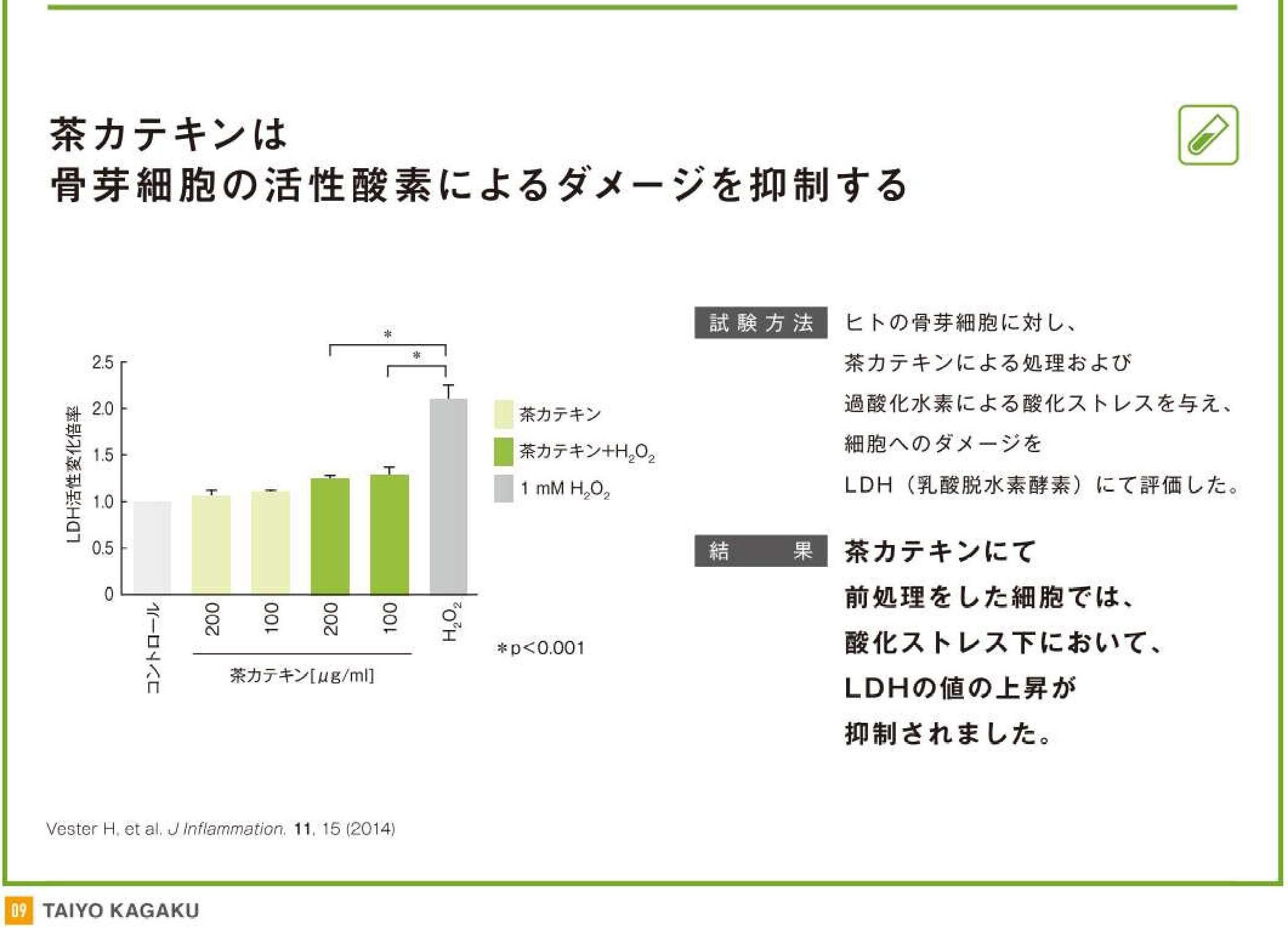 茶カテキン骨芽細胞