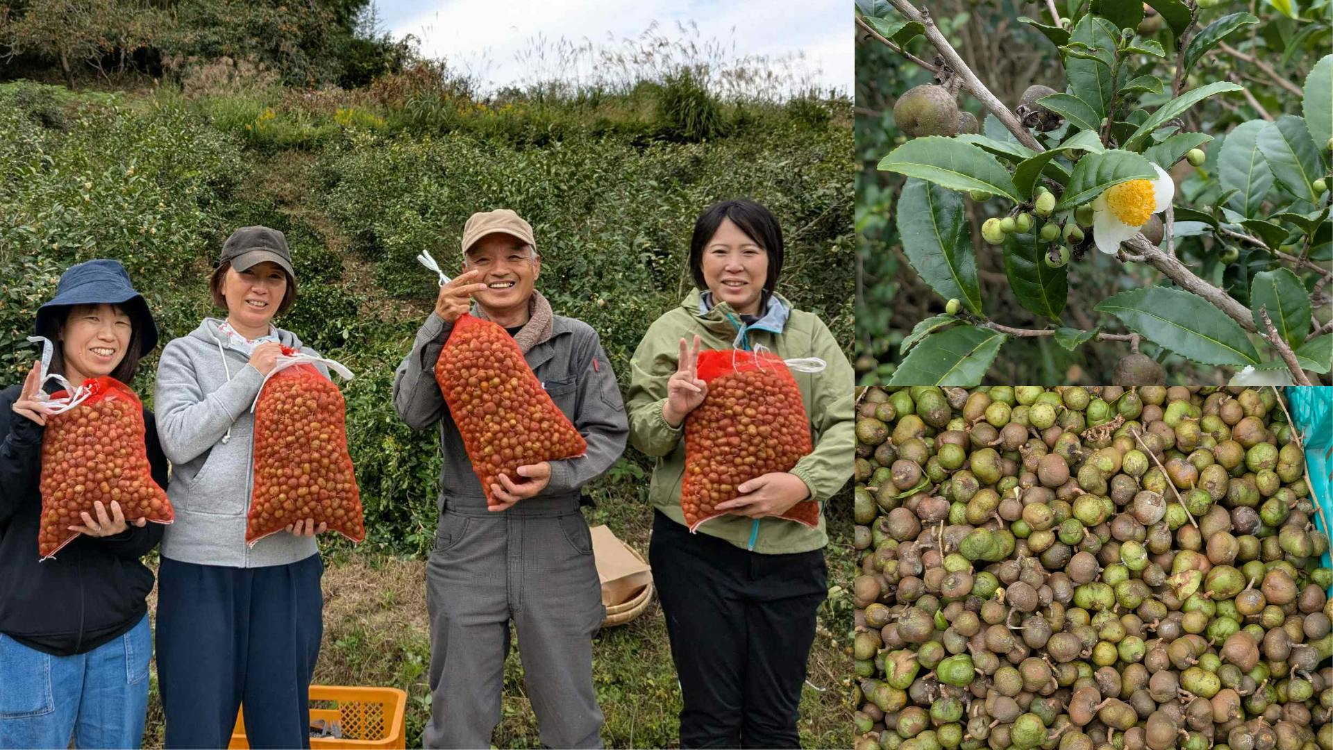 茶の実を収穫させていただきました（2025年10月）