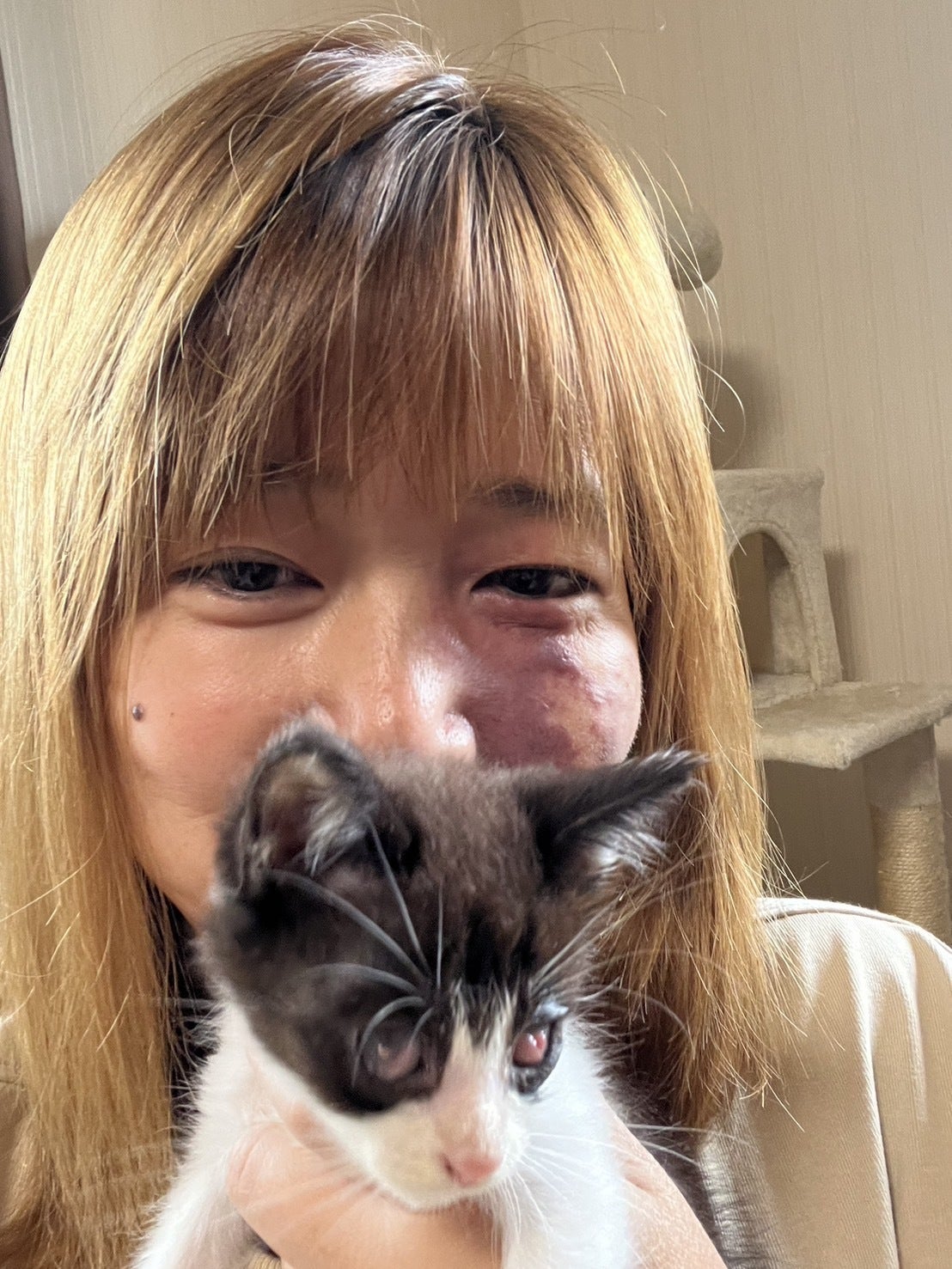 鳥取の保護猫活動