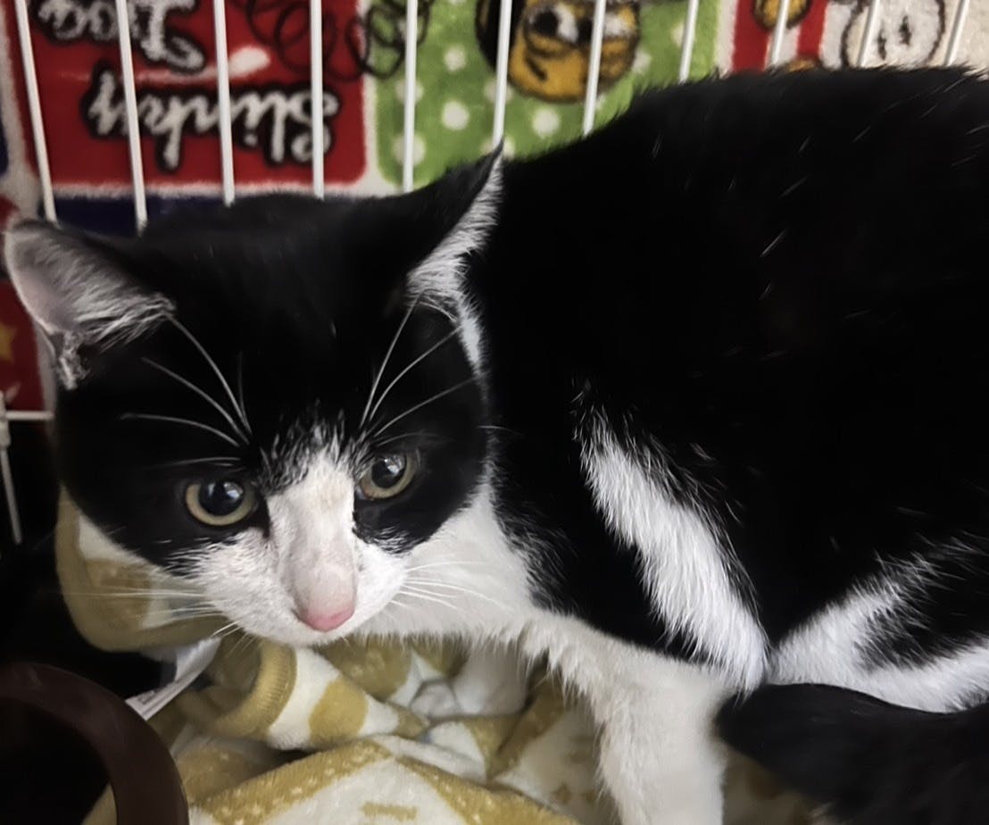 鳥取市の猫たちを守り続けるために｜保護猫・TNR活動の活動基盤を整え