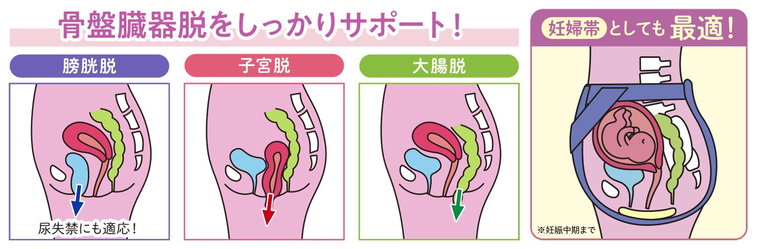 骨盤臓器脱をしっかりサポート！膀胱脱・子宮脱・大腸脱