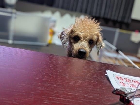 よろしくお願いします