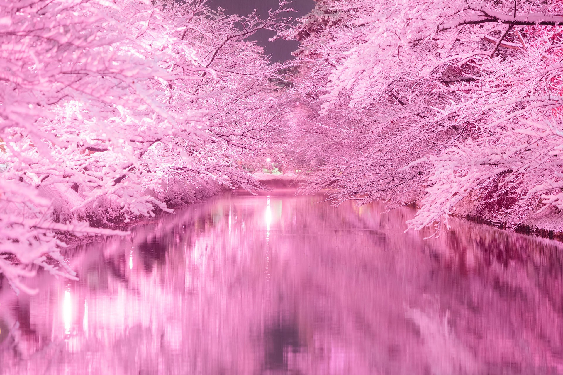 桜前線画像 – 現在の桜前線 – XOIJO