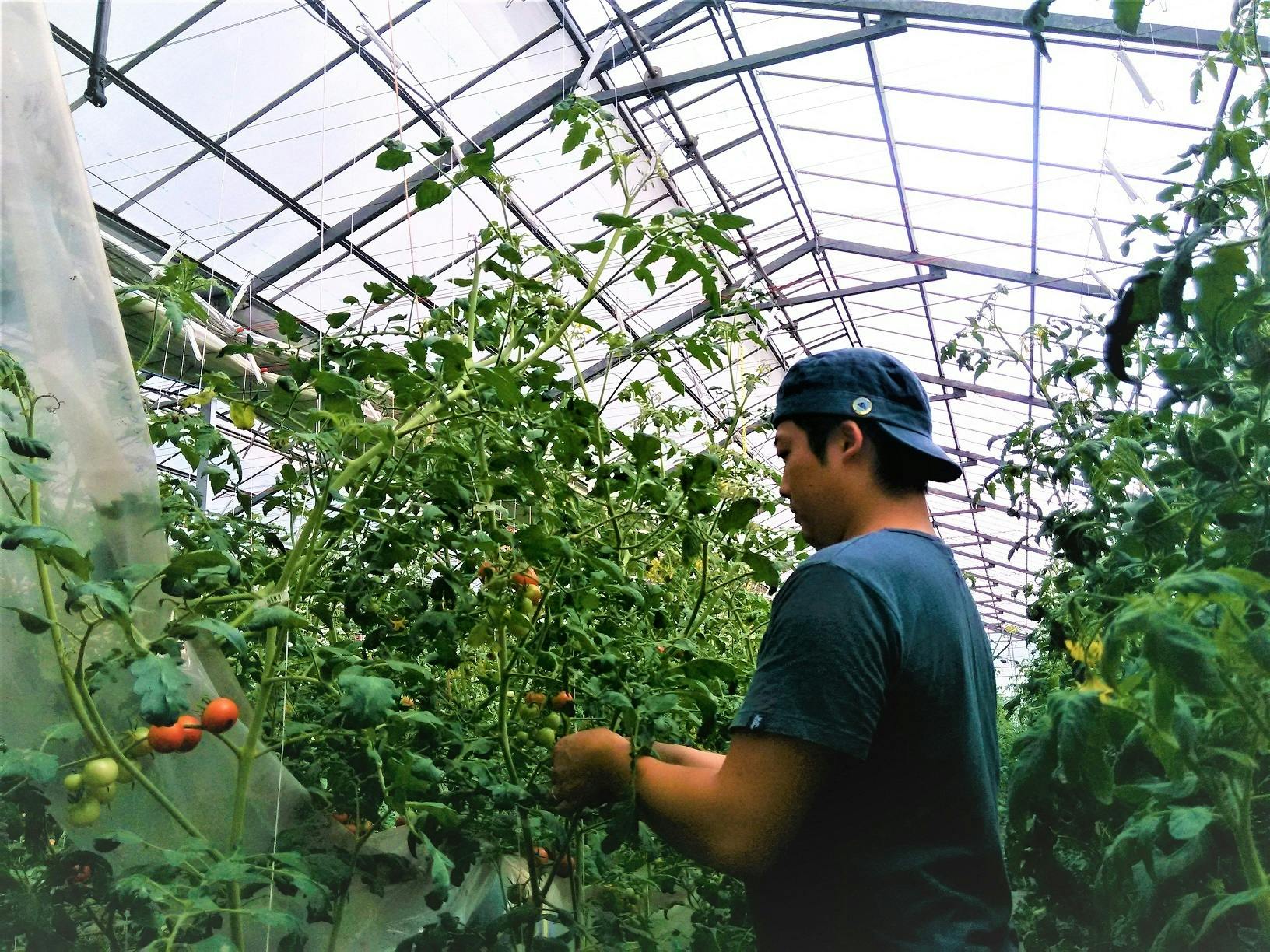 トマトの旨味をぎゅっと閉じ込めた ほんざわ農園 トマトゼリー Campfire キャンプファイヤー