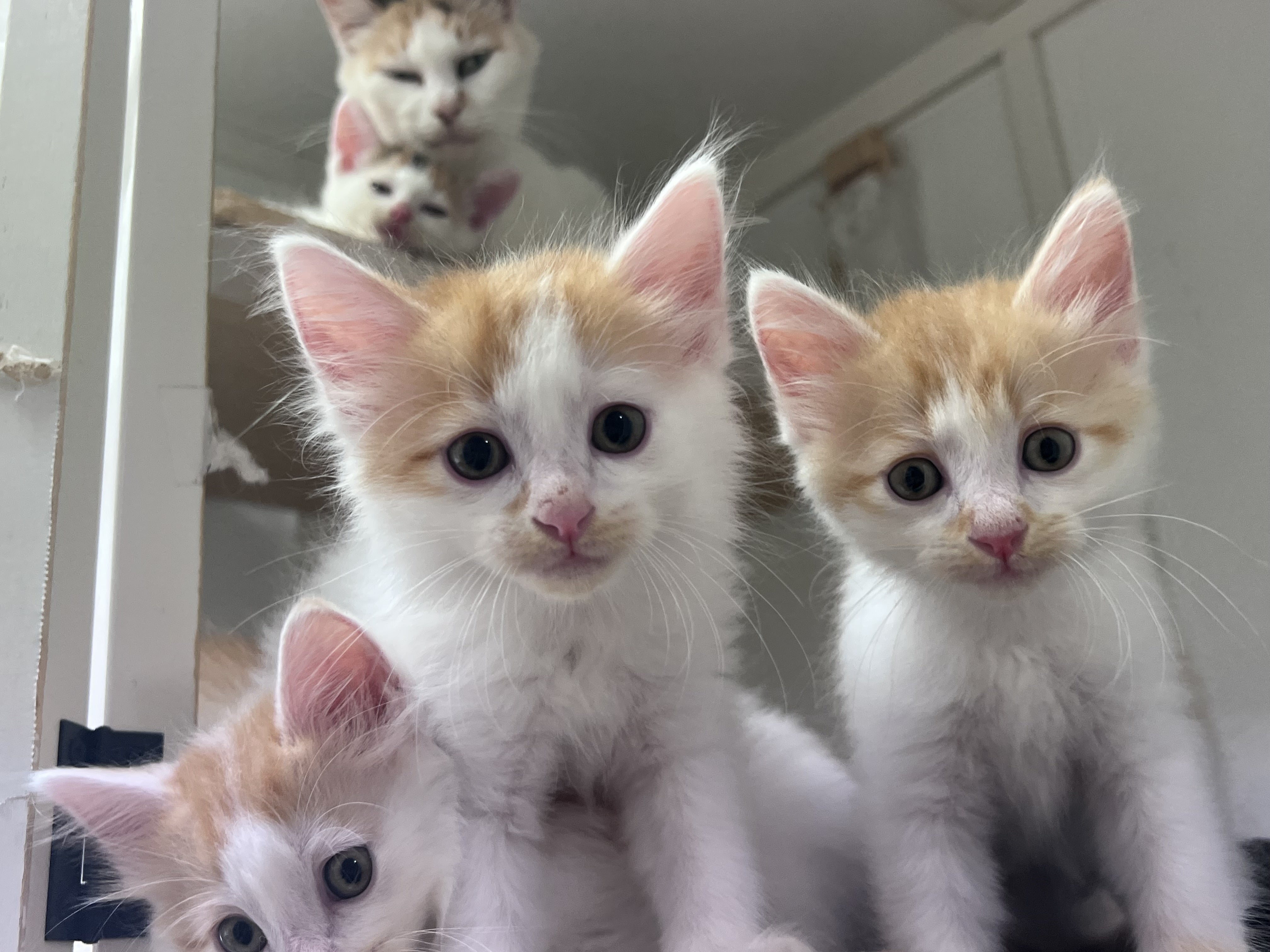 里親募集型 保護猫カフェ 猫まる茶屋 CAMPFIREコミュニティ