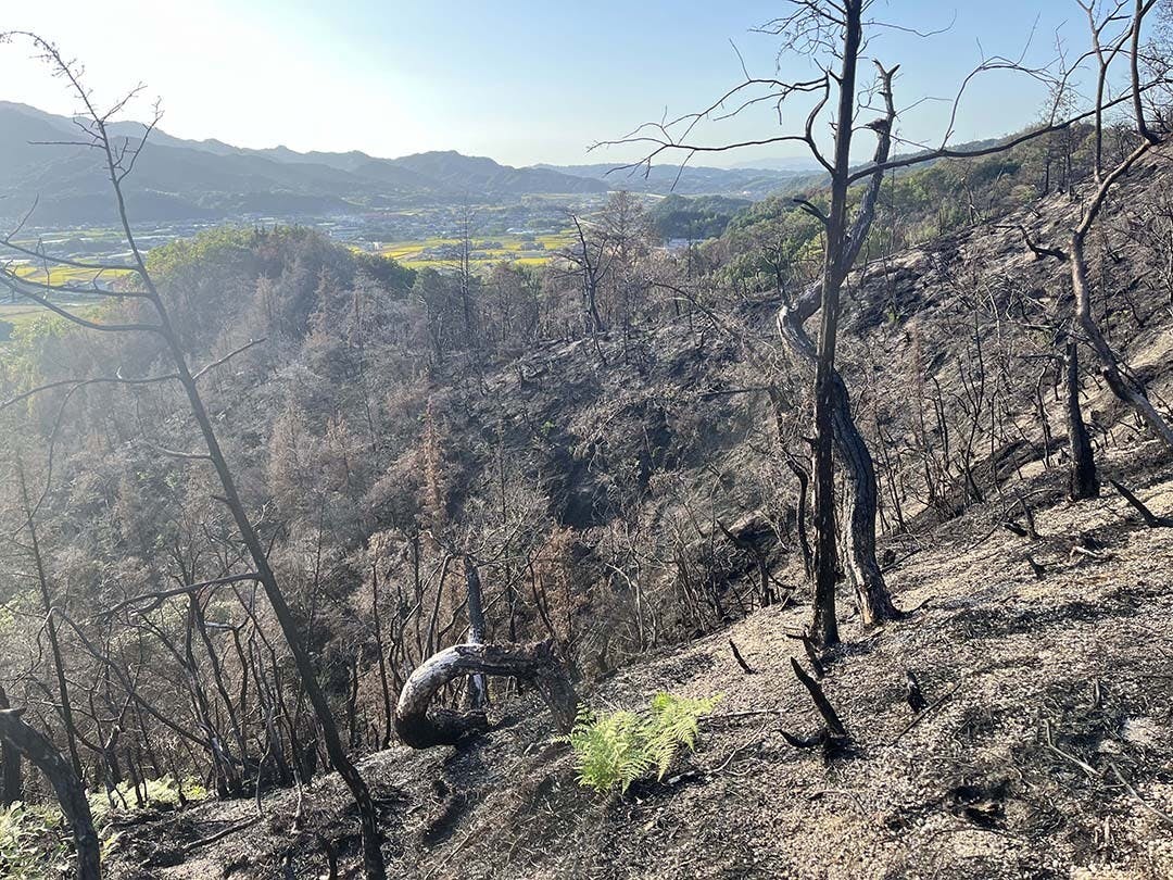 山林火災481haから10年の森再生】今治・笠松山市民で500本のはじめの