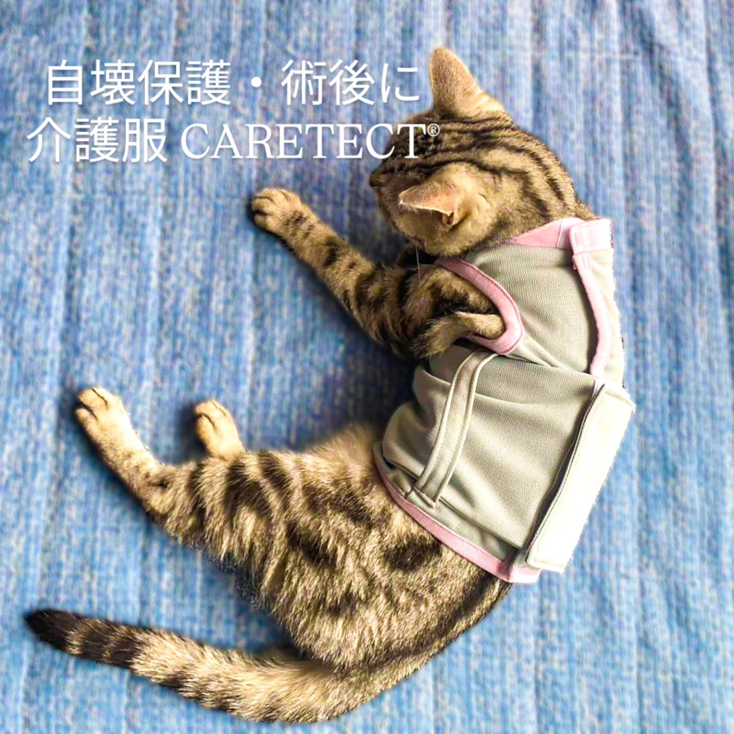 急な自壊に！猫や犬の乳腺腫瘍をサポートする介護服CARETECTを広めたい