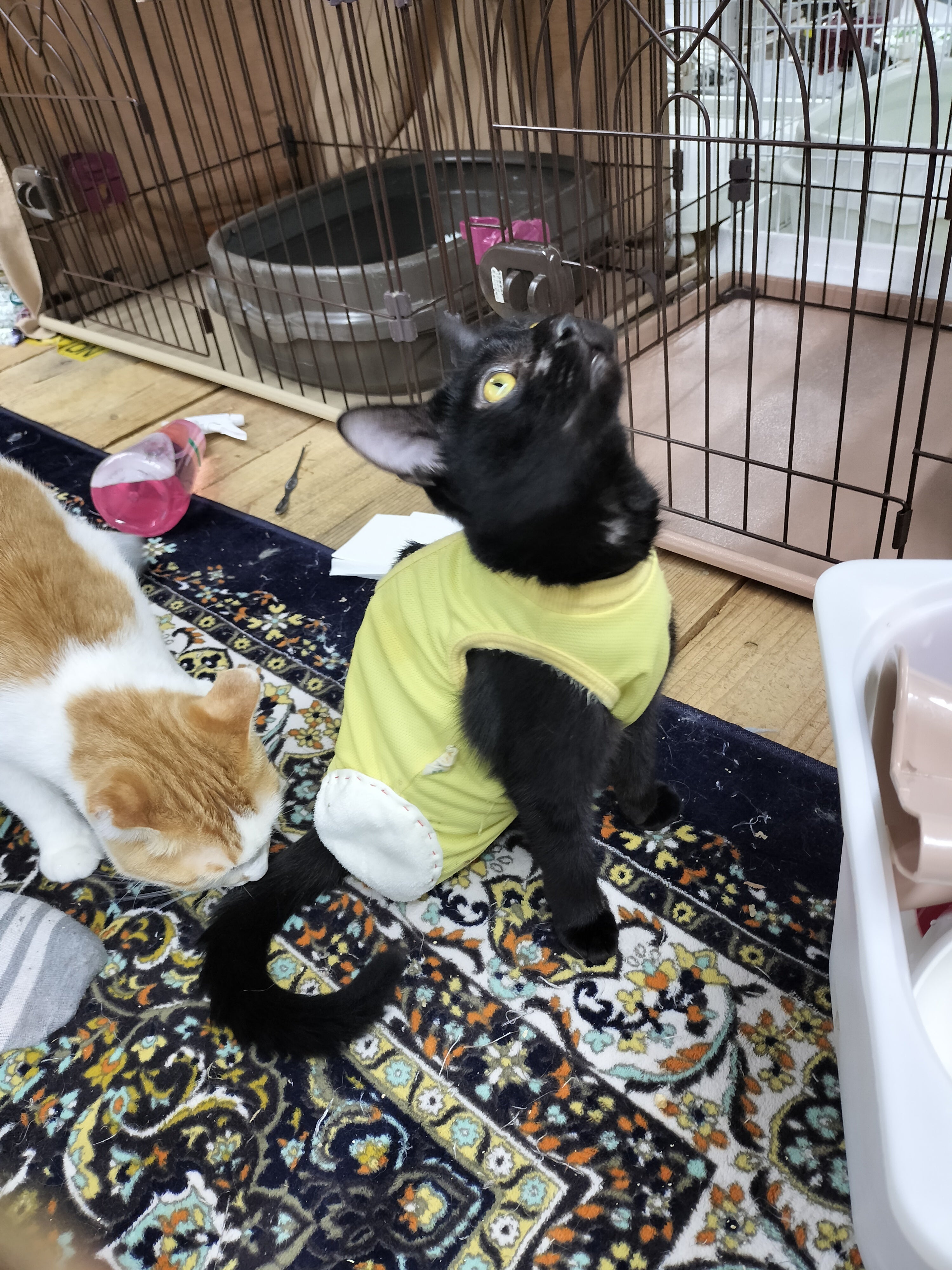 急な自壊に！猫や犬の乳腺腫瘍をサポートする介護服CARETECTを広めたい