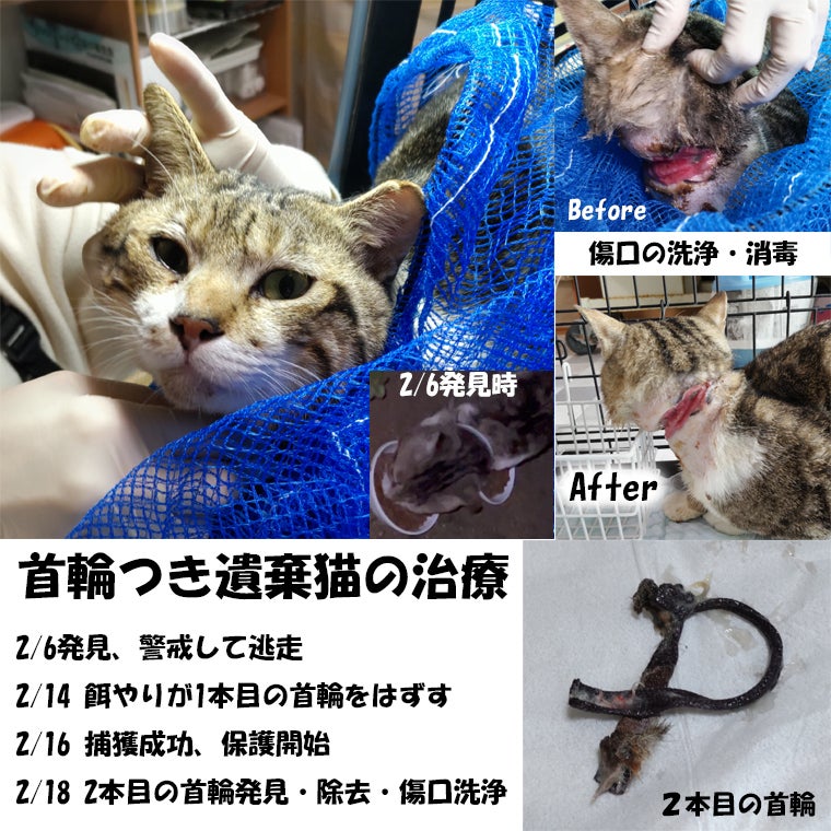 龍脈の精髄 ヘマタイト煙水晶 大地と響く浄化と守護 売上一部保護猫活動に使用 石垣島からSOS】緑地公園の捨て猫180頭とユキちゃんのFIP治療にご支援
