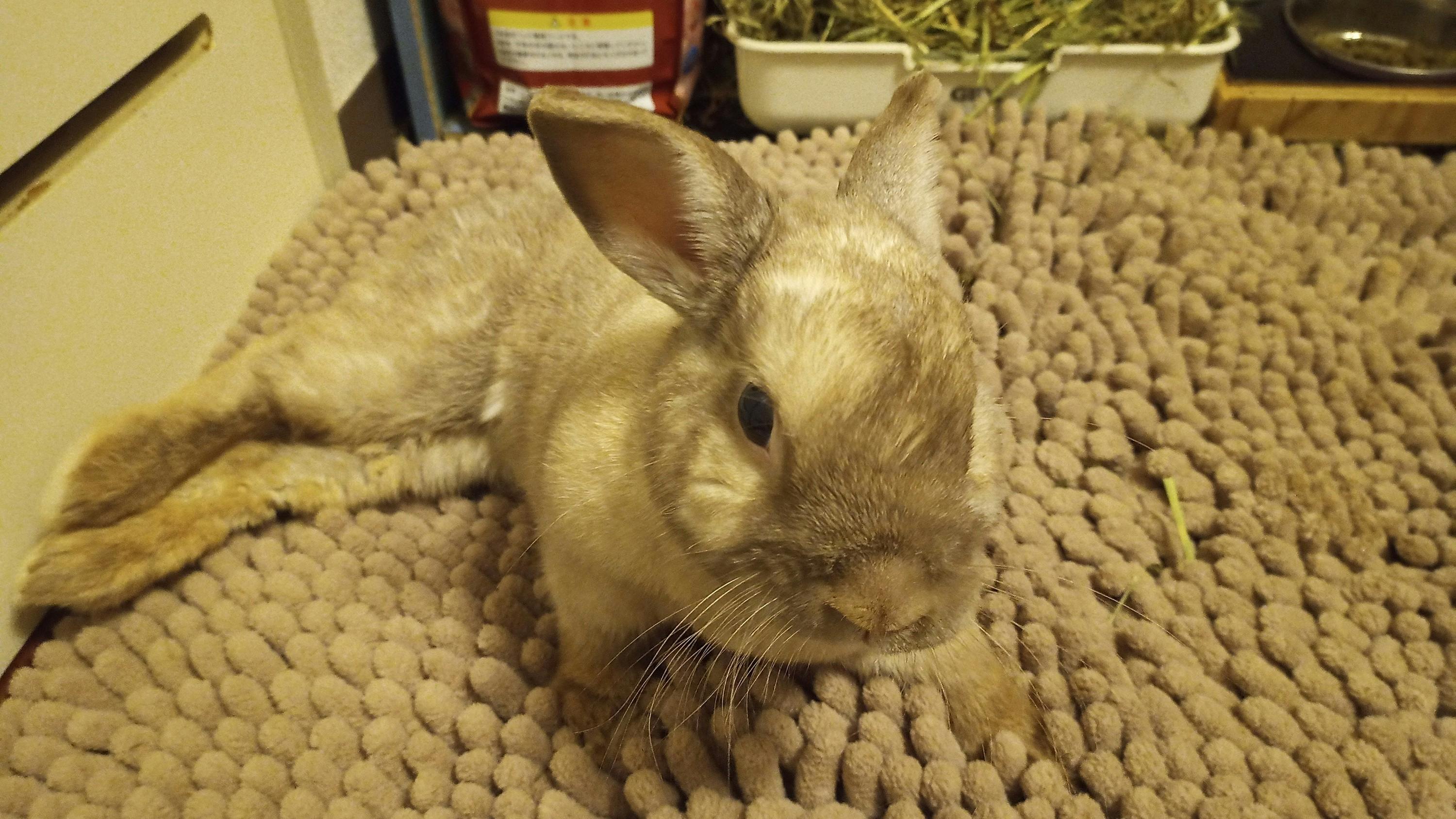 下半身の不自由な可愛いうさぎに歩ける未来を Campfire キャンプファイヤー 下半身の不自由な可愛いうさぎに歩ける未来を Campfire キャンプファイヤー