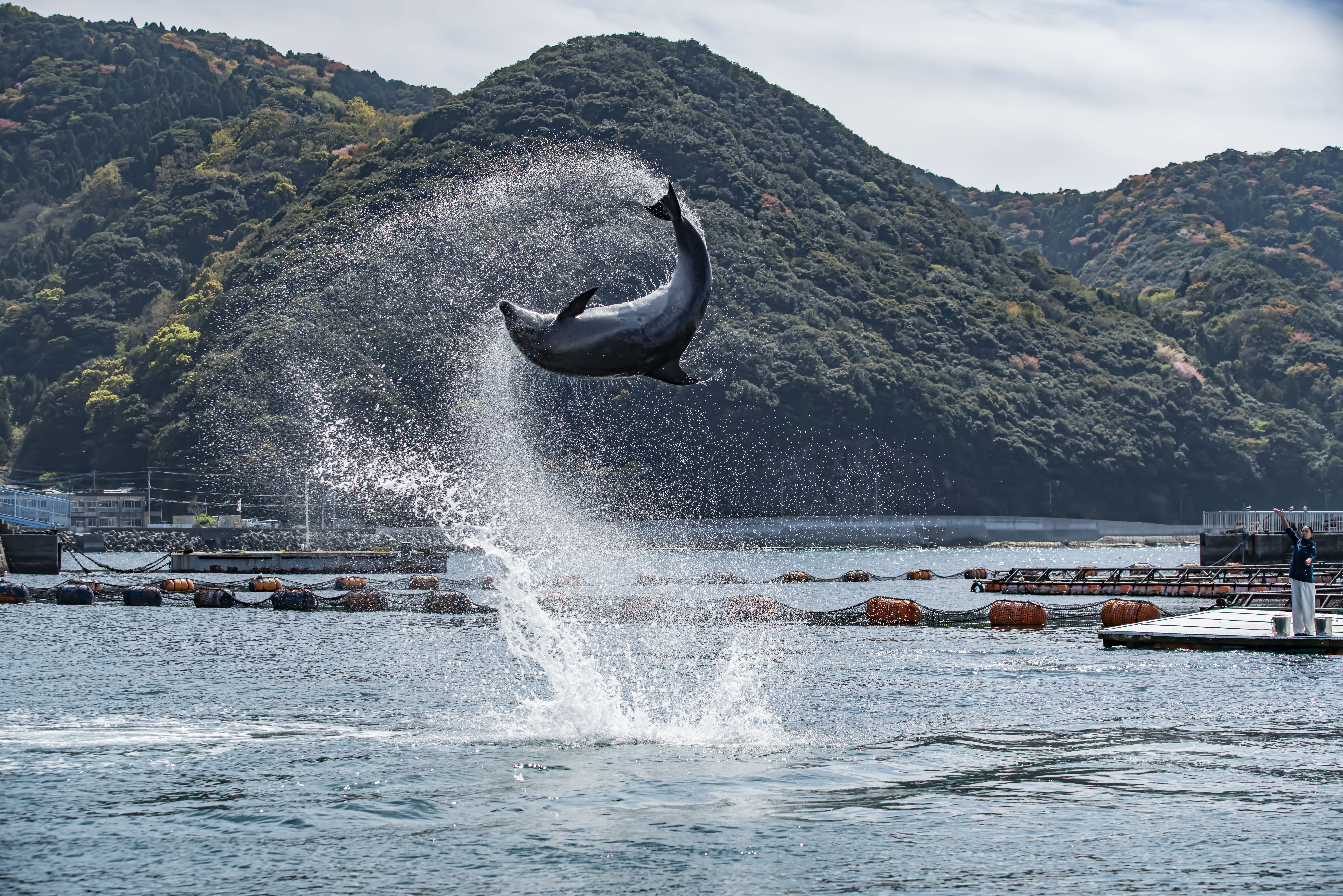 大分の体験型水族館「つくみイルカ島」いきものたちが輝く快適な施設へ