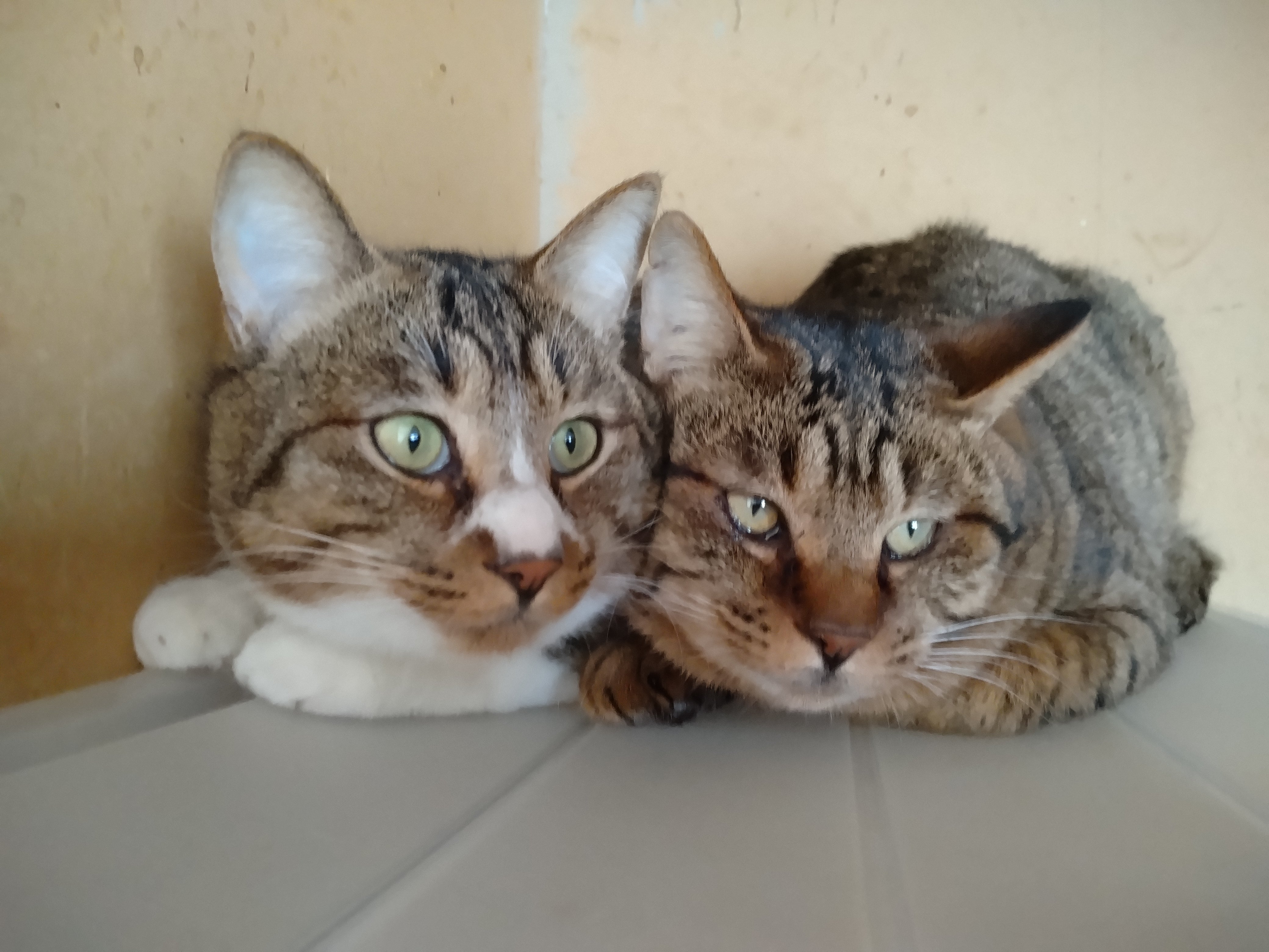 30匹の保護猫に。安定した穏やかな暮らしを。 〜ねったんママの終の