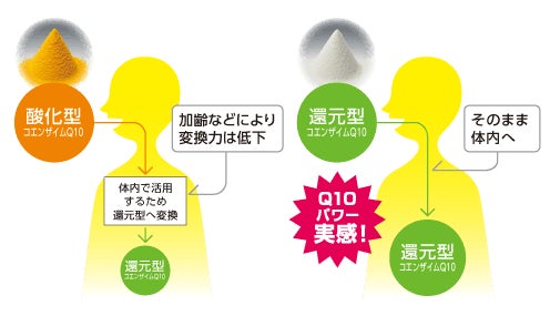 酸化型と還元型の違い