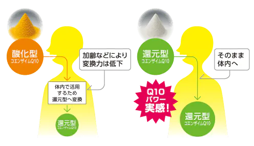 酸化型と還元型の違い