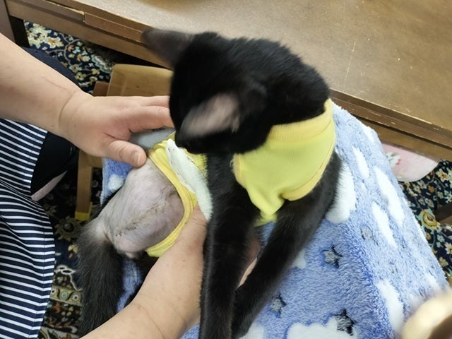 急な自壊に！猫や犬の乳腺腫瘍をサポートする介護服CARETECTを広めたい