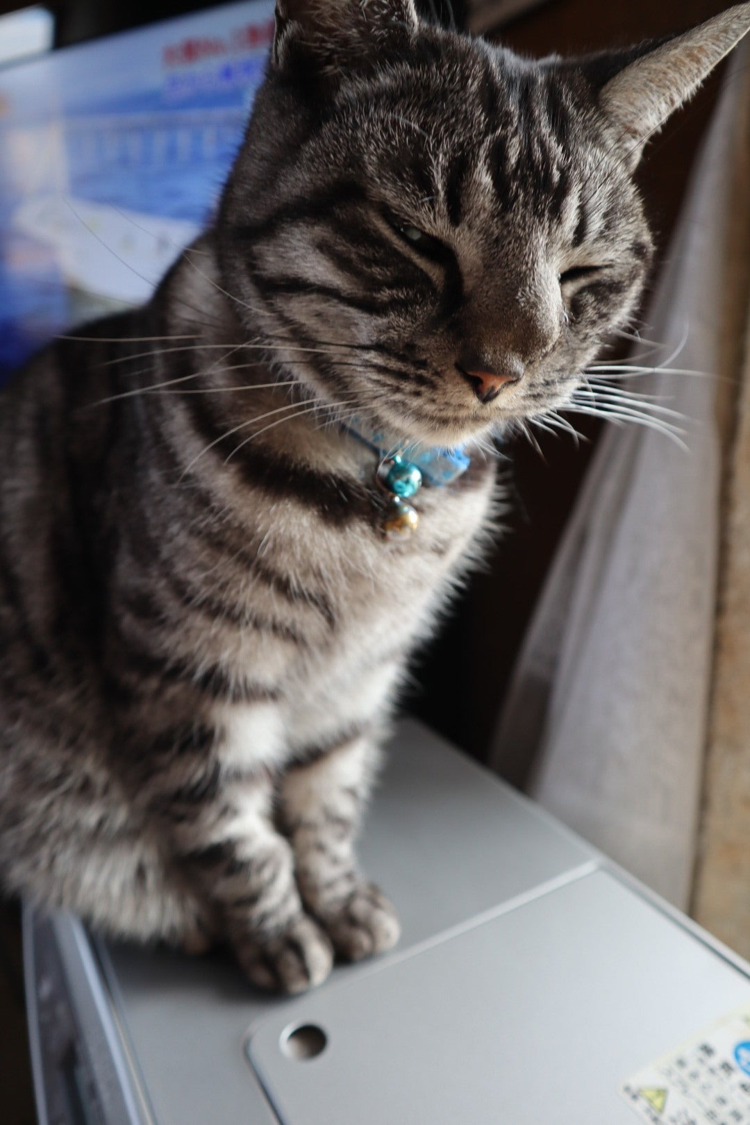 がん闘病中の愛猫ルノンを助けてください。 - CAMPFIRE (キャンプ 