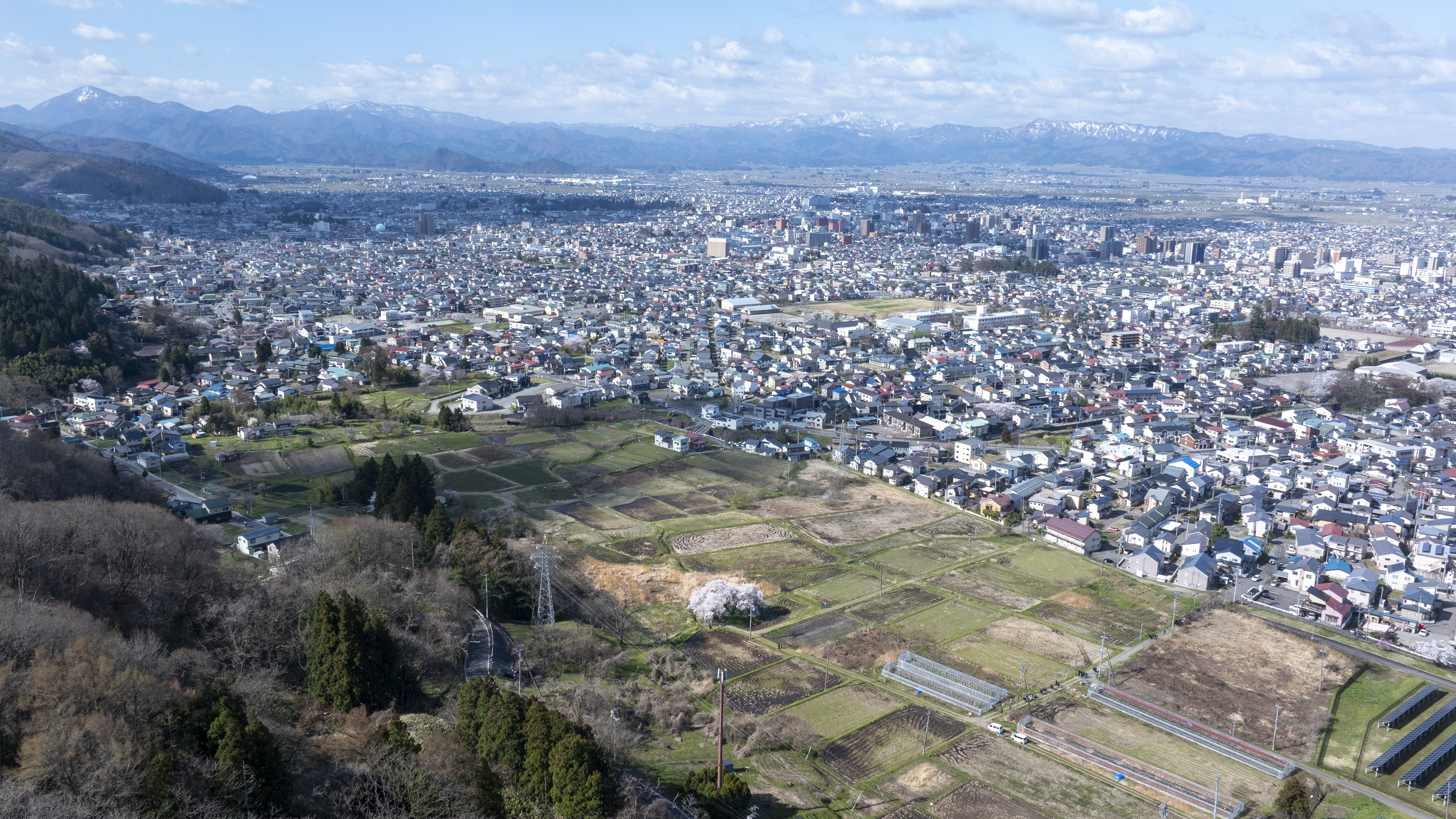 大河ドラマの舞台にもなった石部桜