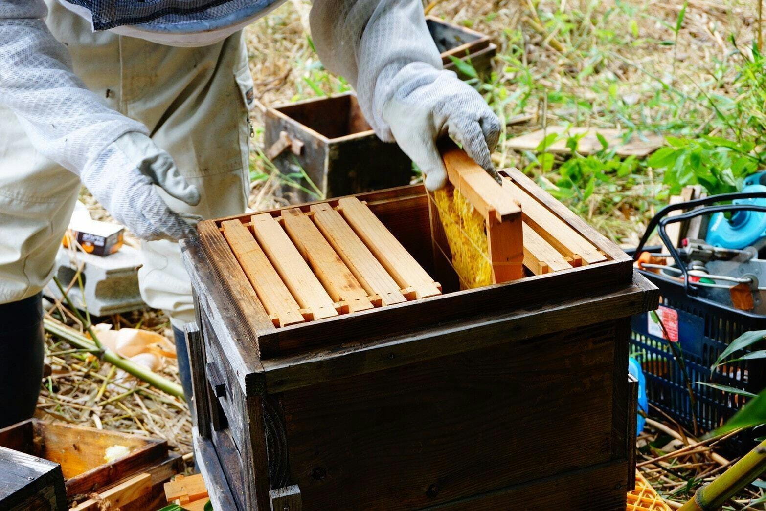 東京農大の学生エースが実家の淡路島で作る農学蜂蜜 希少な日本ミツバチで挑戦